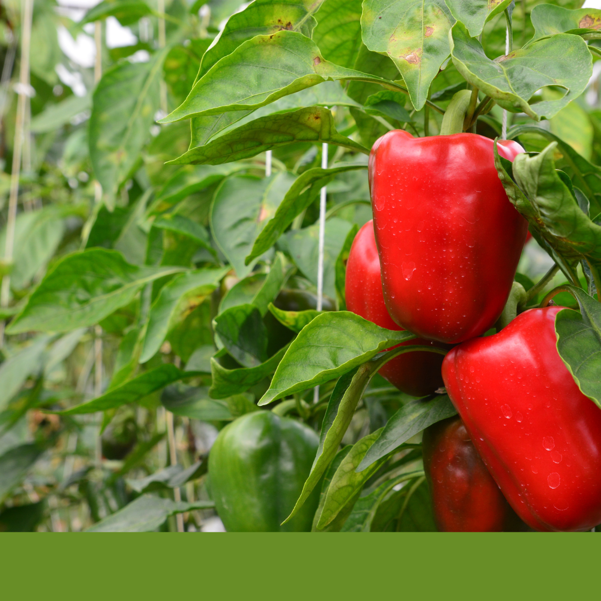ingredient sourcing food manufacturing food ingredient sourcing